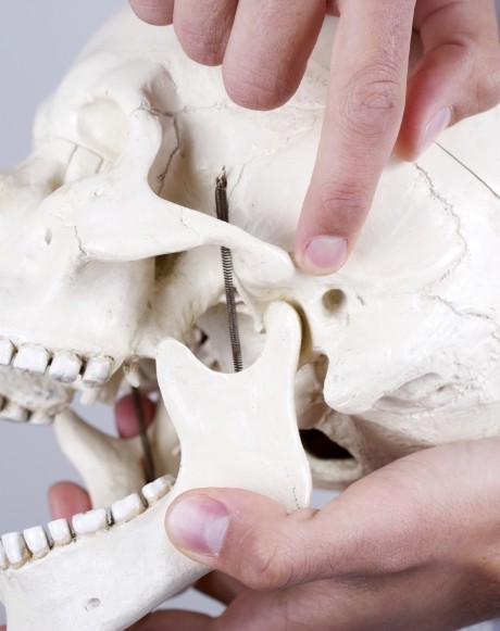 Model jaw and skull bone used to explain equilibration and occlusal adjustments